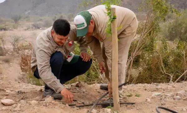 Un futuro verde: la provincia promueve la forestación y mejora ambiental
