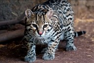 Hallaron un ocelote atropellado sobre Ruta 11 en Gualeguay: es una especie “vulnerable”