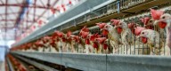 México es el principal consumidor de huevo, pero 90% de sus gallinas viven en jaulas