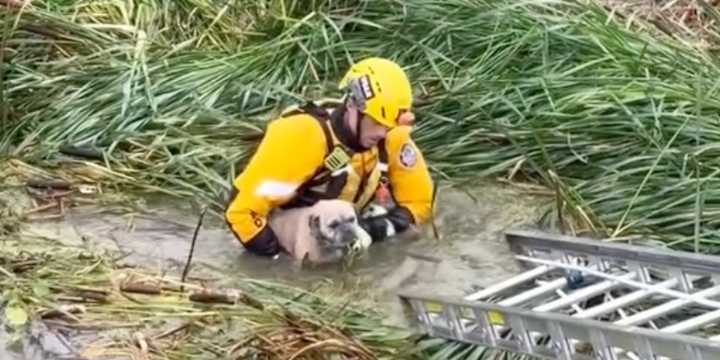 California dog rescued after being trapped by floodwater