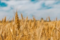 Anticipan que la cosecha de trigo arrojará un volumen récord