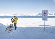 Curious reindeer and hungry polar bears: Warming is upending an Arctic island
