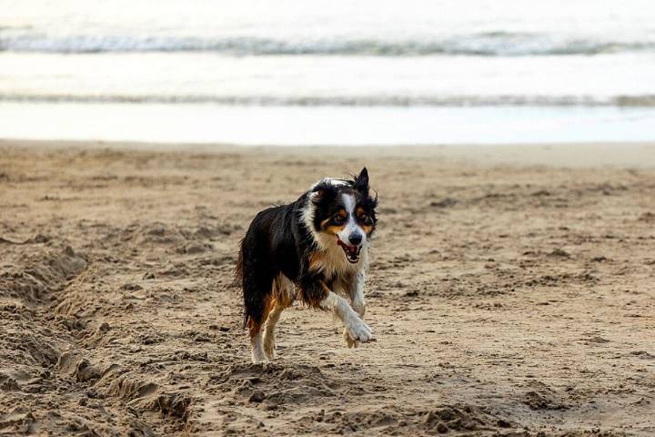 This photo of a running dog is driving the internet crazy — no one can tell where its legs are!