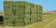 La eficiencia en el riego potencia la competitividad de la alfalfa