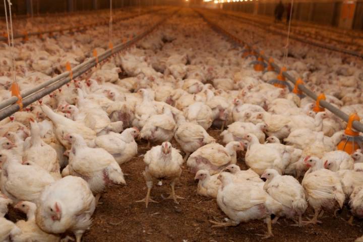 Argentina recuperó el estatus de país libre de influenza aviar y reactivó exportaciones