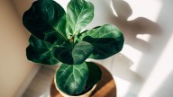 Fiddle leaf fig care: how to keep yours alive and thriving