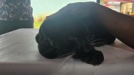 Mumbai: Black beauty rescued