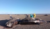 Investigan las causas. Aparecieron 26 orcas muertas en las costas de Tierra del Fuego