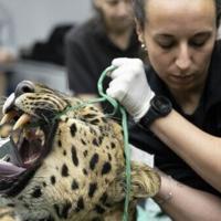 Artificial insemination raises hopes for world's rarest big cat