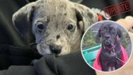 Albany Duo Arrested After Puppies and Mama Dog Found Abandoned