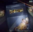 Hombre fue judicializado por tener en cautiverio a dos monos Capuchino y a un canario en una vivienda