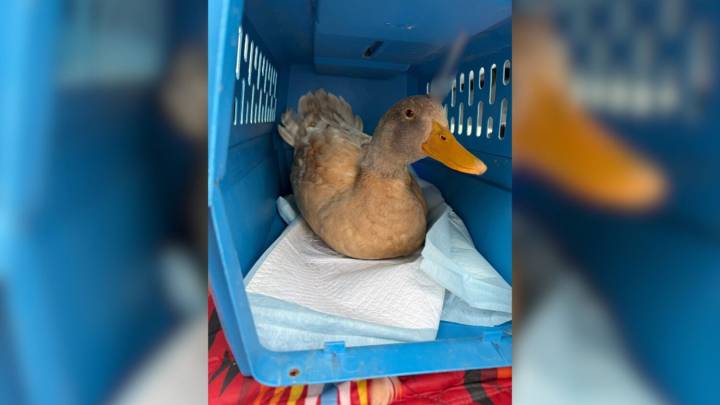 Domestic duck found injured in Spring Lake in 'disturbing act of animal cruelty'