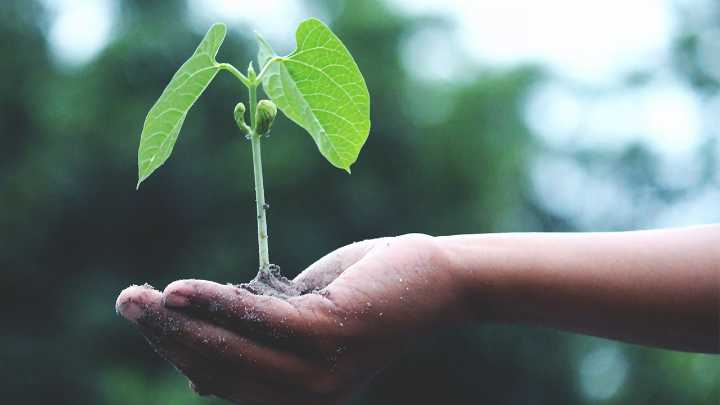 Venden 20 mdd de créditos de naturaleza a las empresas que quieran cumplir con la huella de carbono en México