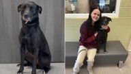 After Being Ignored For Years, Ohio Shelter Dog Finally Finds Hope And Happiness