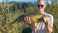 Delicious but invasive walleye spread into Willamette, threaten salmon