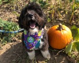 Tricks, treats and training: How to keep your dog safe this Halloween