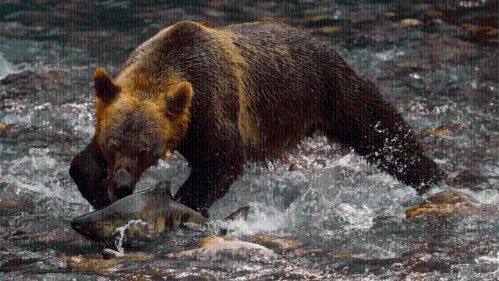 Vancouver Island photographers win gold, silver medals in BC SPCA photo contest