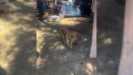 California Rescue Uncovers A Shocking Truth When They Thought They Were Saving One Dog