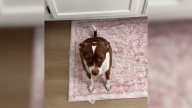 Dog From Arizona Was Abandoned Twice And His Reaction To Moving Left Everyone Heartbroken