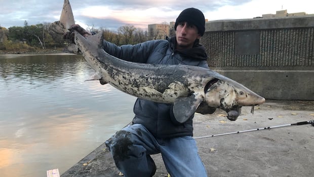 Winnipegger hooks 'dinosaur' sturgeon from Red River near The Forks