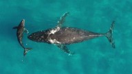 Whale and dolphin migrations are being disrupted by climate change