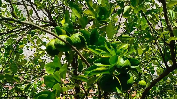 Caída de precios en el mercado afecta a productores de cítricos y caña en Morelos
