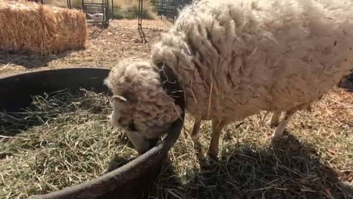 Micro farm returns to Altadena following devastation by Eaton Fire