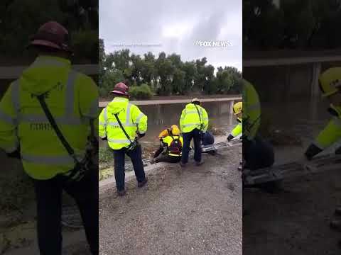 HEROIC RESPONSE: Dog trapped by floodwaters saved thanks to quick action #fox #us #news