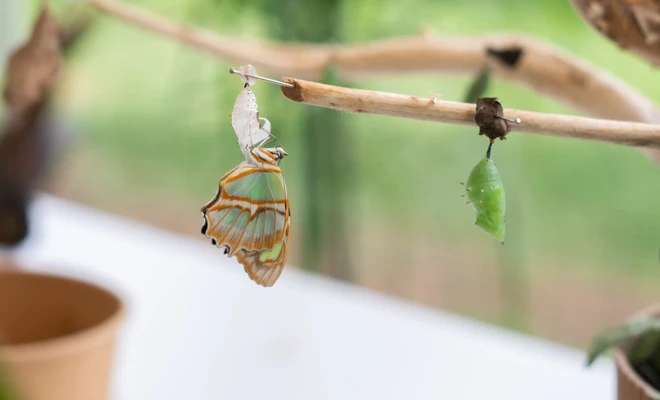 Un aula viva: el mariposario del DAGMA que inspira a estudiantes y familias en la Ciudadela Educativa de la Biodiversidad