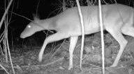 VIDEO | Captan venado cola blanca en las barrancas de Cuernavaca
