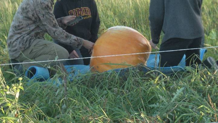Students grow giant pumpkins in honor of researchers late husband