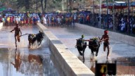 Karnataka HC dismisses most aspects of PETA petition against holding Kambala outside its area of origin