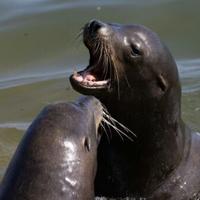 US hunts man who beheaded sea lion in second California attack
