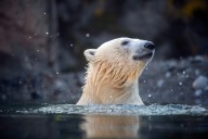 Astra, Como Zoo’s new polar bear, has arrived