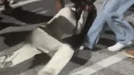 Police charge five teens, two adults after viral brawl
