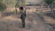 Karnataka sanctuary sees sixth tiger death this year. High