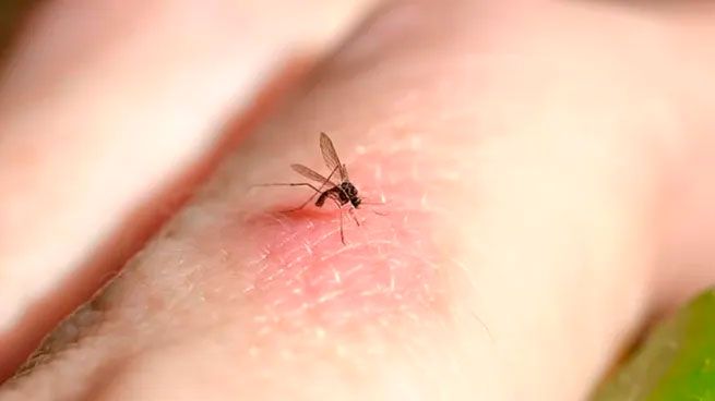 Mosquitos llegan a Islandia por primera vez en la historia