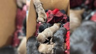 New York Resident’s Quick Action Saves Nine Innocent Puppies Cruelly Thrown From A Car