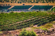 A sip of Israeli history