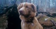 Good Boy Ending Explained: Does Indy The Dog Survive?
