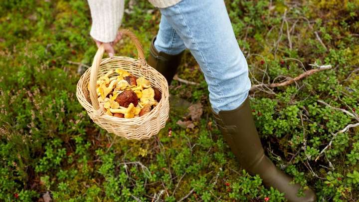 Setas fuera de temporada: un experto micólogo alerta de que las lluvias han cambiado el calendario en Castilla y León