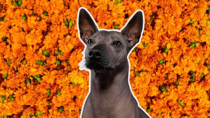 Xoloitzcuintle, el guardián del inframundo: su conexión con el Día de Muertos