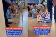 Dog Spends 370 Days in Shelter—Then He Realizes He’s Been Adopted