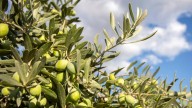 How To Choose An Olive Pit For The Best Chance Of Growing A Successful Tree