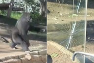 Gorilla Bangs on Habitat's Glass and Leaves a Massive Crack at the San Diego Zoo