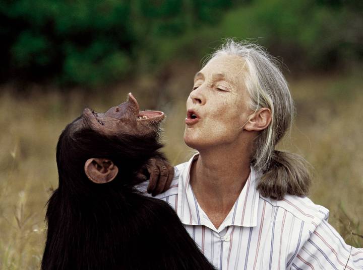 La vida de Jane Goodall dedicada al estudio de los chimpancés, en imágenes