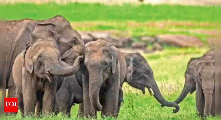 Elephant numbers down 25% in 8 yrs: 1st DNA census