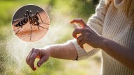 Sin químicos ni gastar de más: cómo hacer un repelente natural contra mosquitos con 3 ingredientes