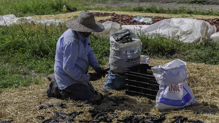 Cosechan 90 toneladas de chile pasilla en La Valla