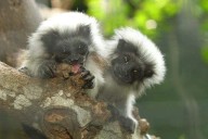 En las entrañas de la reserva del tití cabeciblanco
